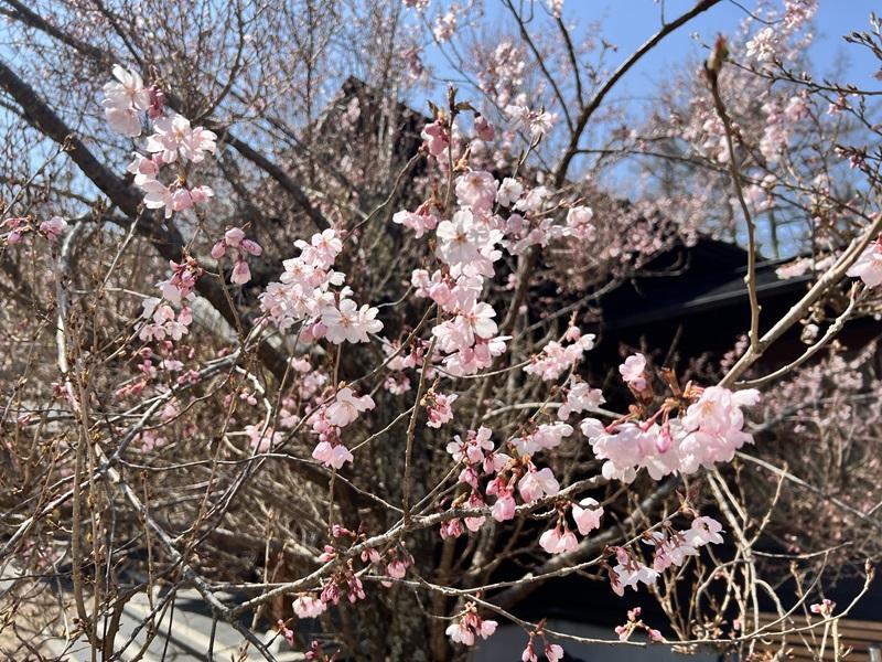 山中湖観光協会駐車場（文学の森公園内）-0