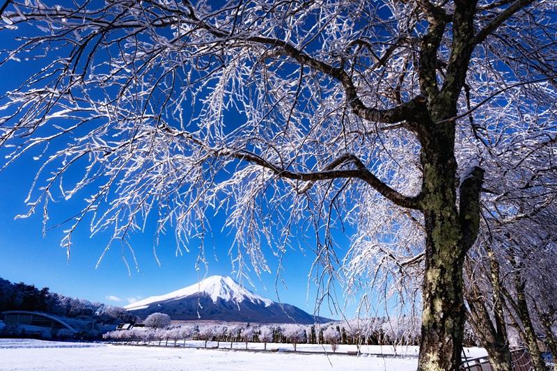 入賞　『霧氷』井出 吾朗-0