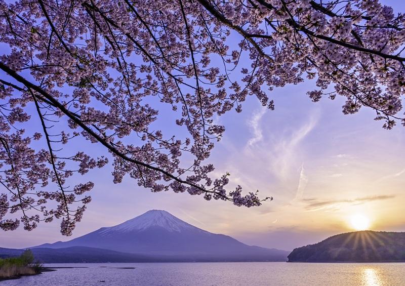 入賞　『湖畔の桜』野口 和哉-0