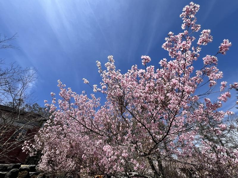 山中湖観光協会駐車場（文学の森公園内）-1