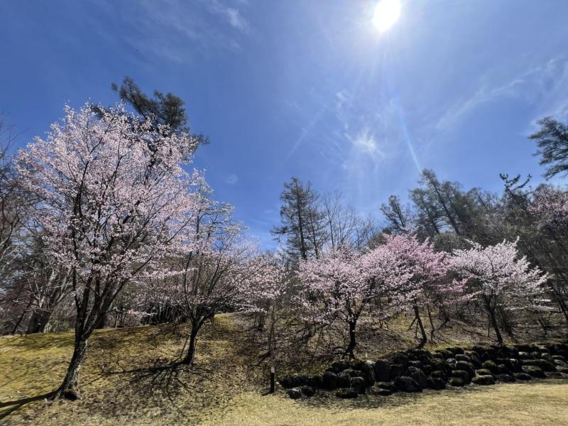 山中湖観光協会駐車場（文学の森公園内）-2