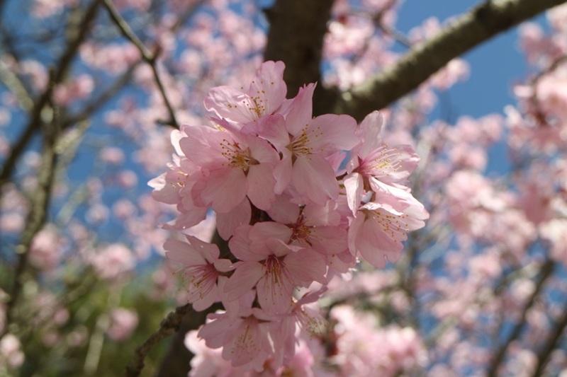 旭日丘湖畔緑地公園-2