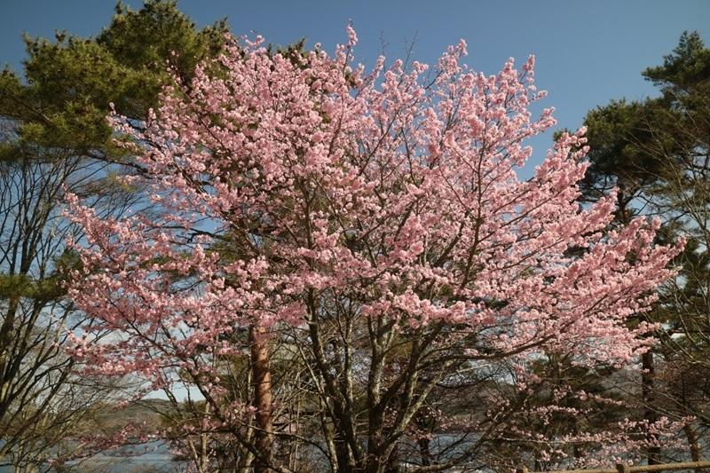 旭日丘湖畔緑地公園-1