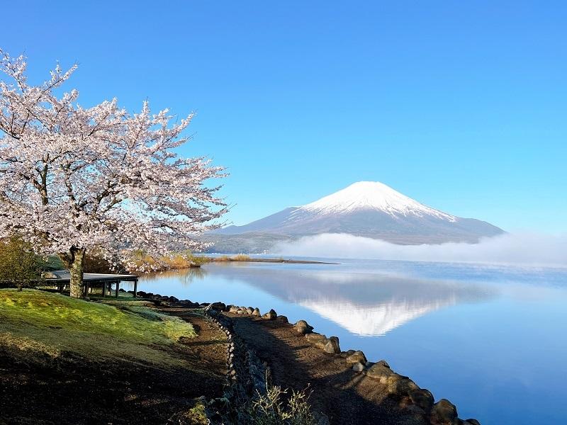 2025山中湖 桜情報-1