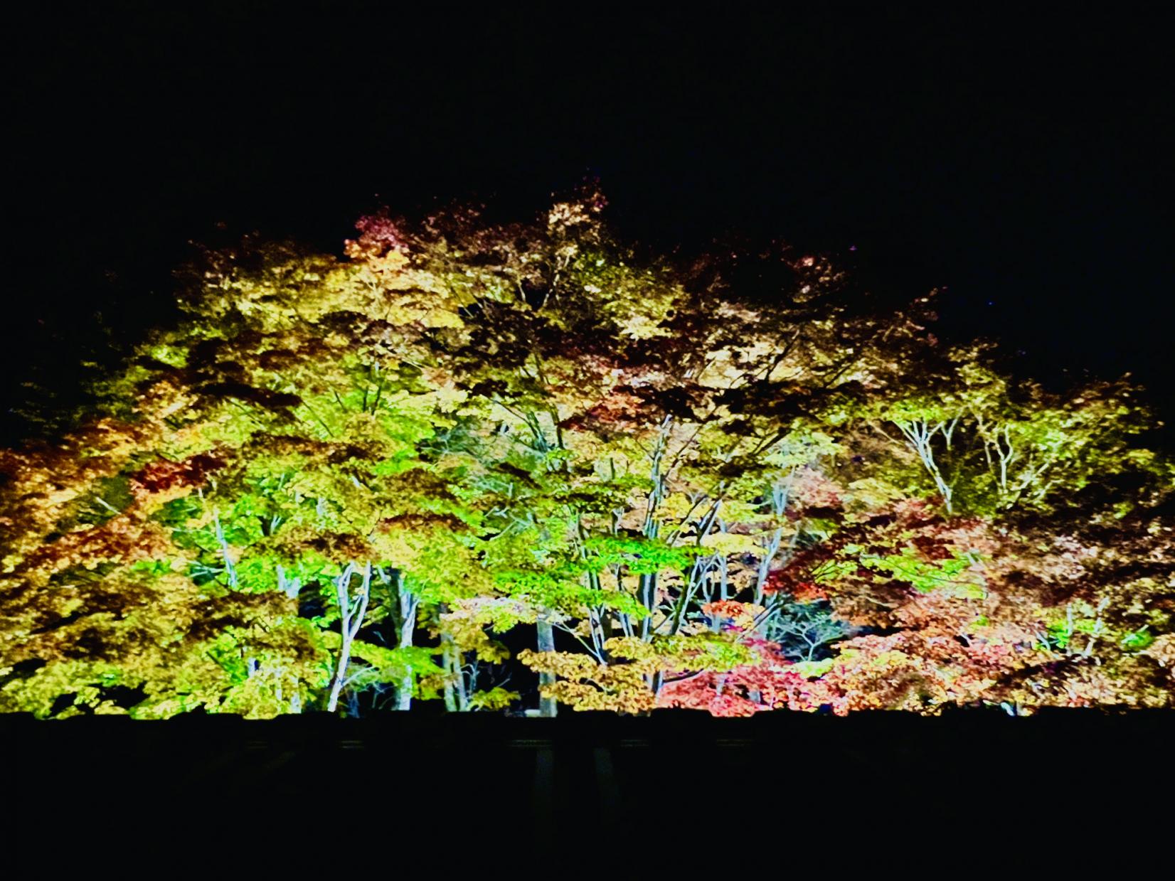 ライトアップ-1