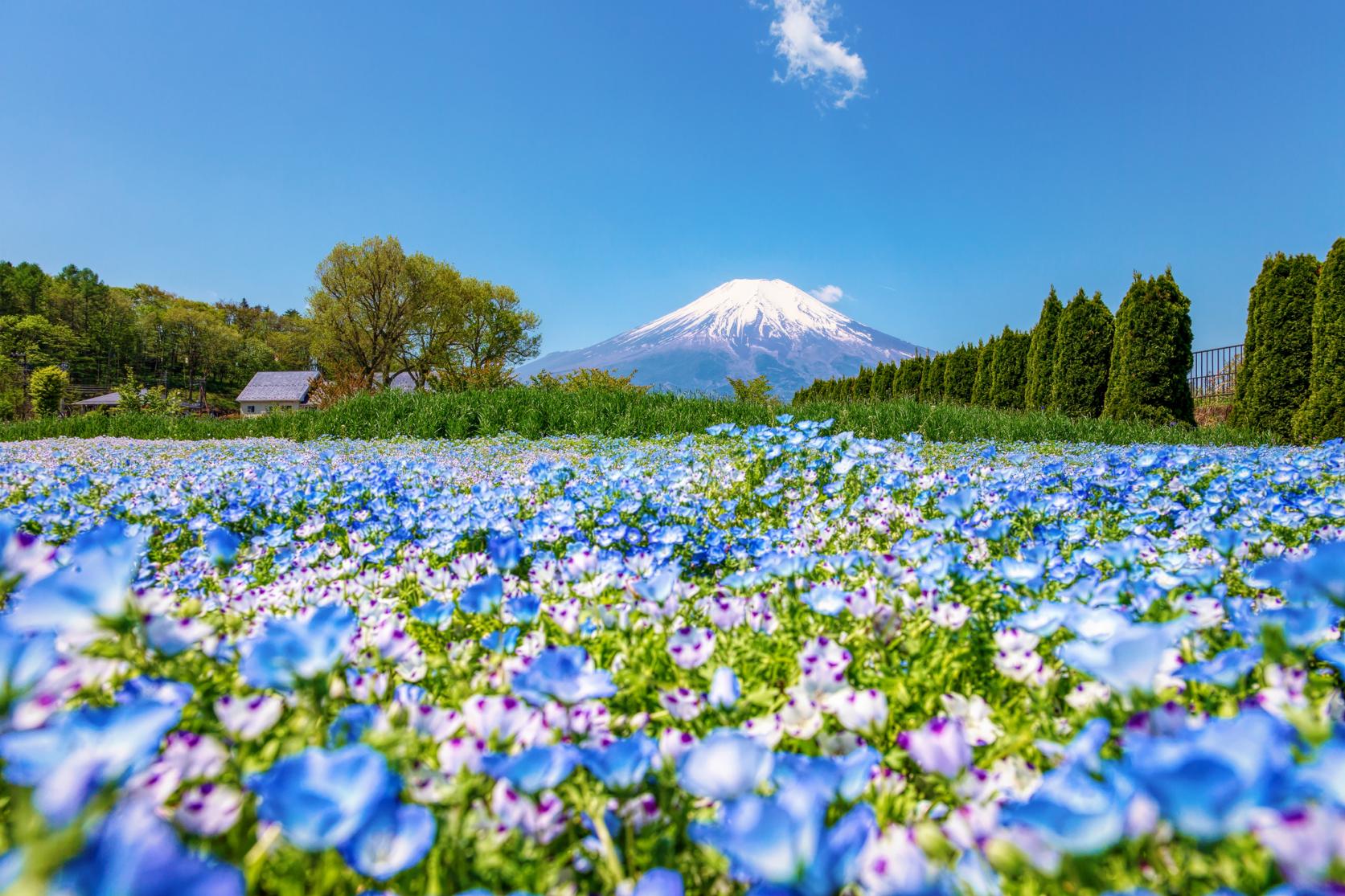 Yamanakako Hana No Miyako Kouen Flower Park What To See Do Visit Lake Yamanaka Area Official Yamanakako Villege Travel Guide