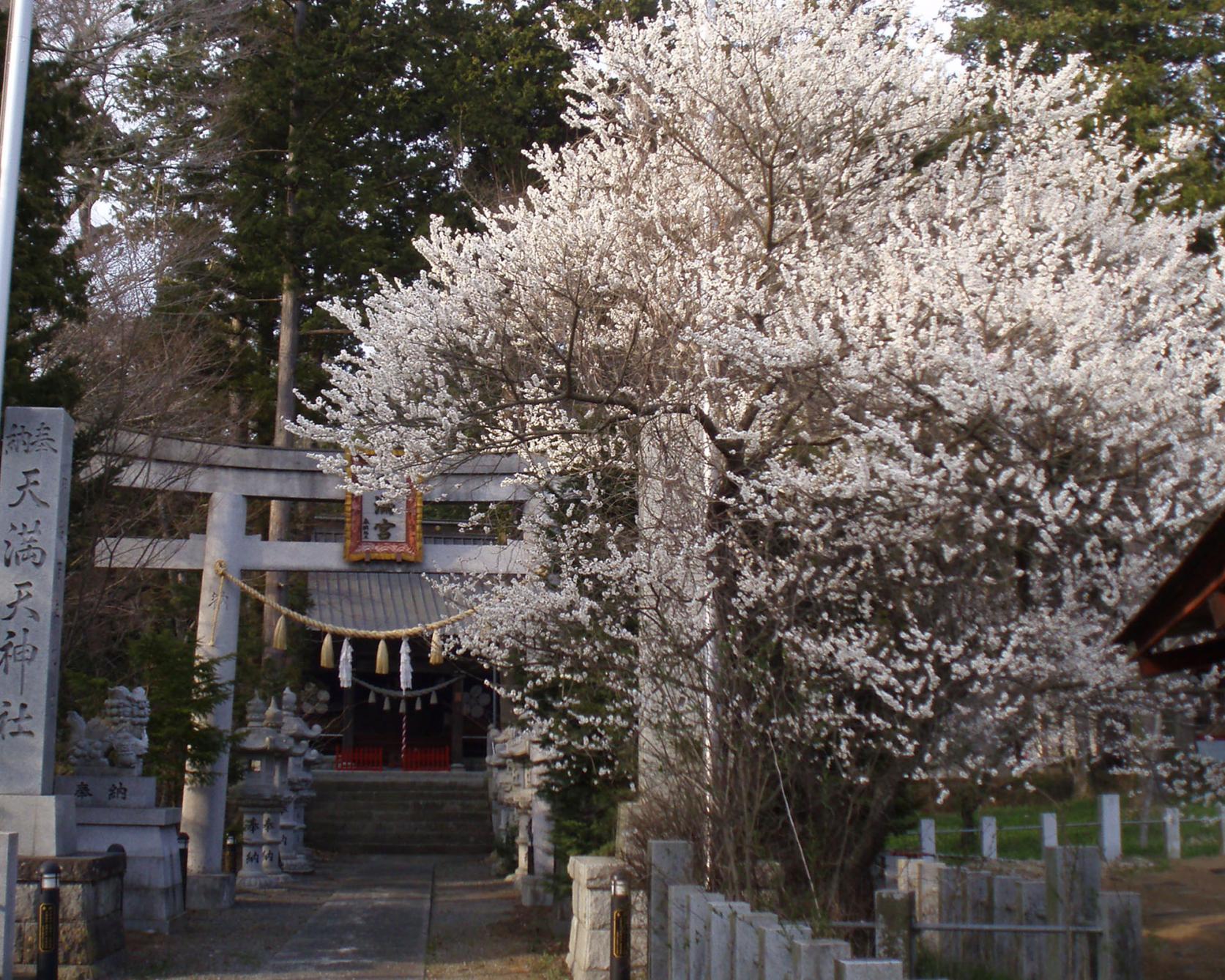 Hirano Tenmangu (Shrine)-1