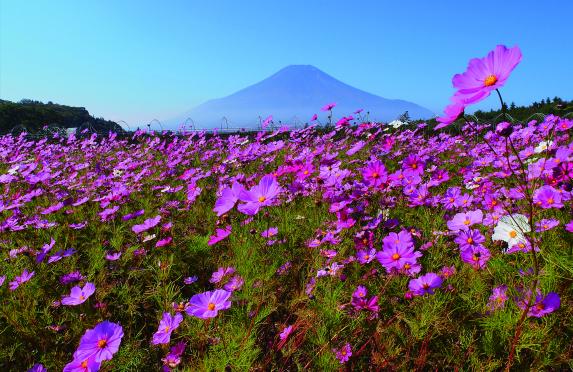 We will Take You to the Best Viewing Points to Photograph Mt. Fuji.-0