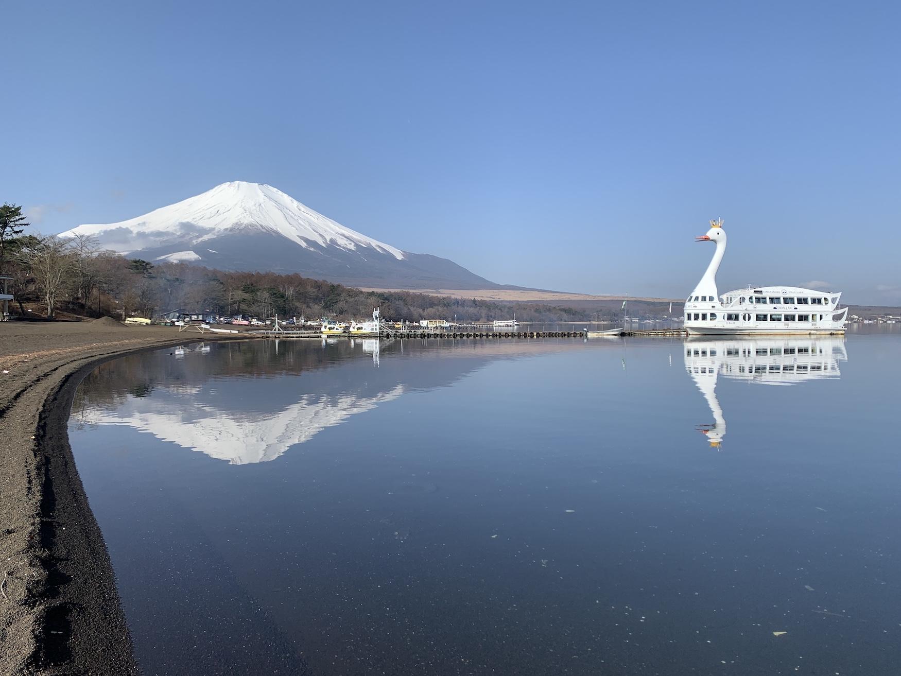 白鳥エサやり体験と遊覧船 体験 山中湖観光協会 公式ホームページ