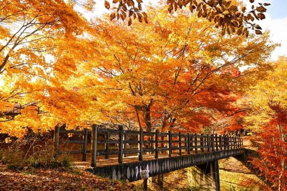 Yamanakako Autumn Leaves Festival-3