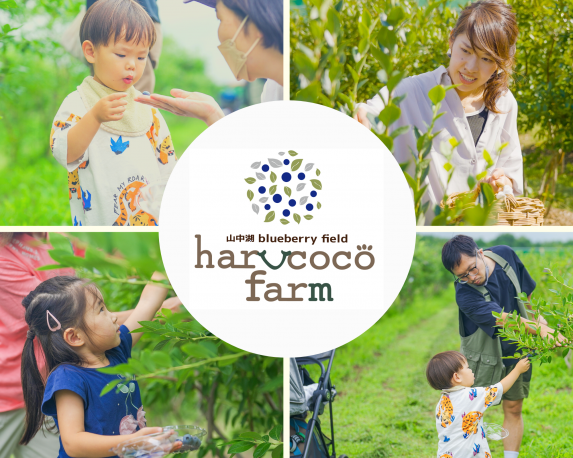 山中湖blueberry field harucoco farm-5