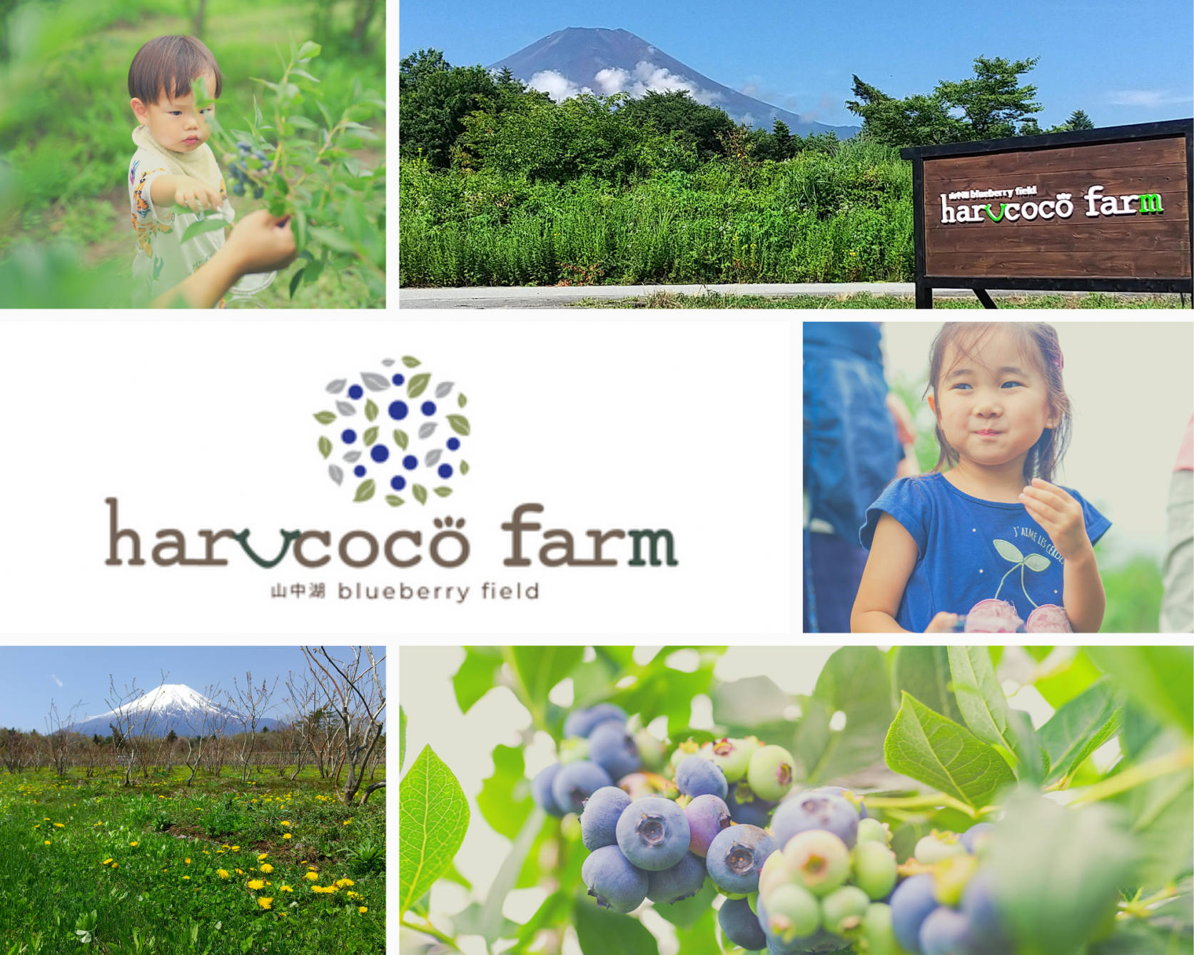 山中湖blueberry field harucoco farm-1
